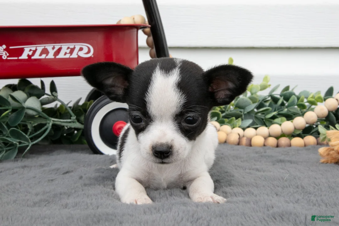 Chihuahua dogs for sale: Alina - Ad 3