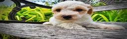 Havapoo dogs for sale: Ashley-SUMMER SALE!! $100 off listed price-this week only! - Ad 8