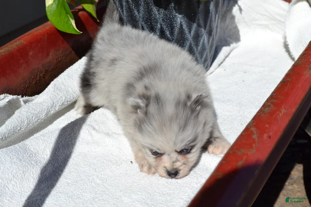 Pomeranian dogs for sale: Wynter - Ad 2