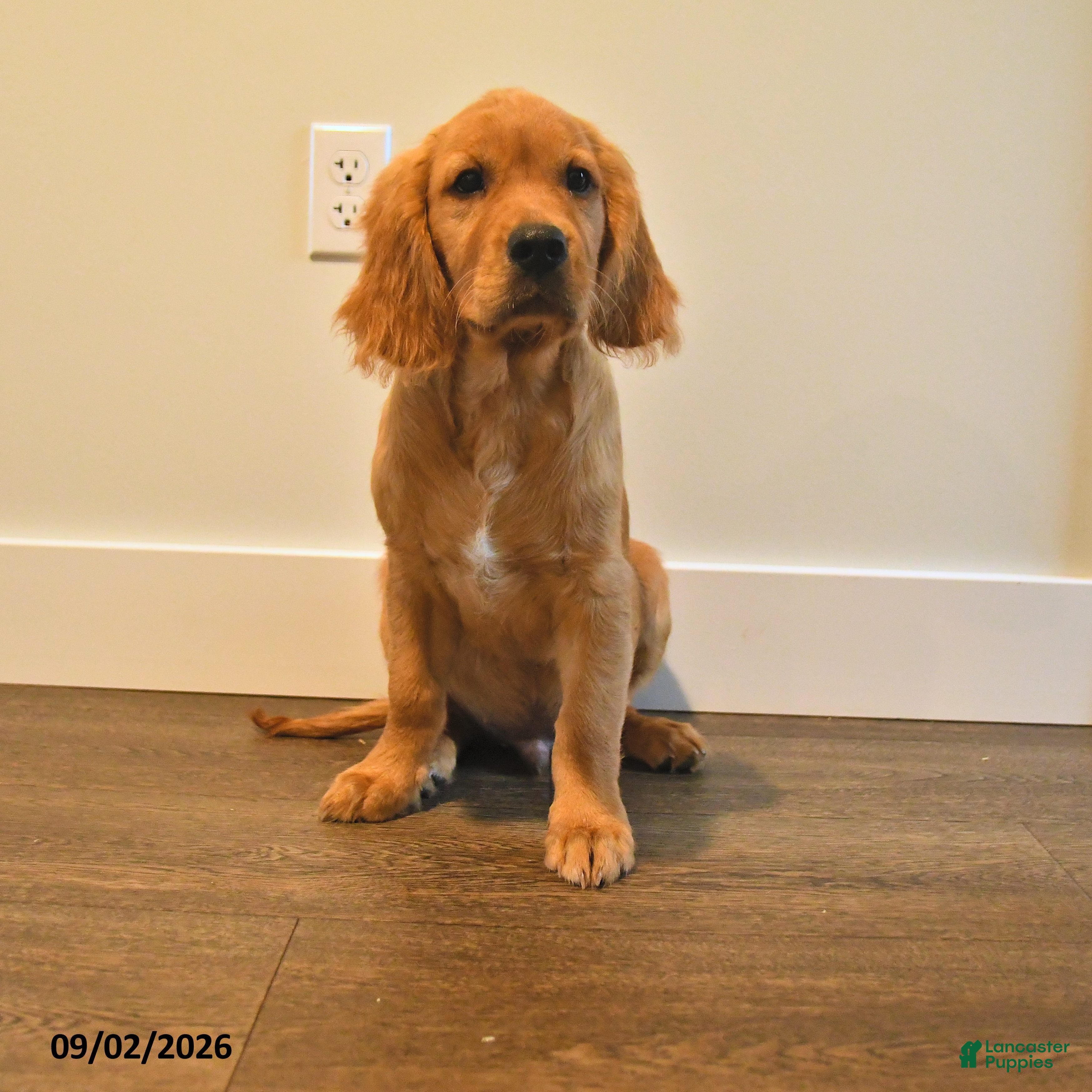 Miniature Golden Retriever dogs Pickles - Ad 1