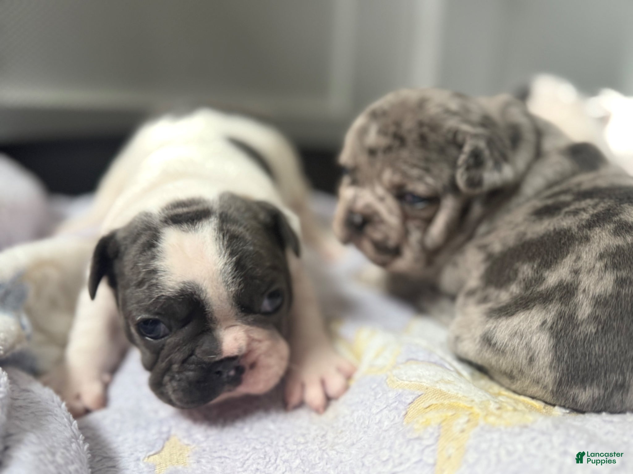 French Bulldog dogs Yang - Ad 2