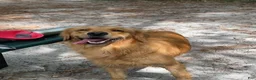 Golden Retriever dogs for sale: Violet - Ad 4