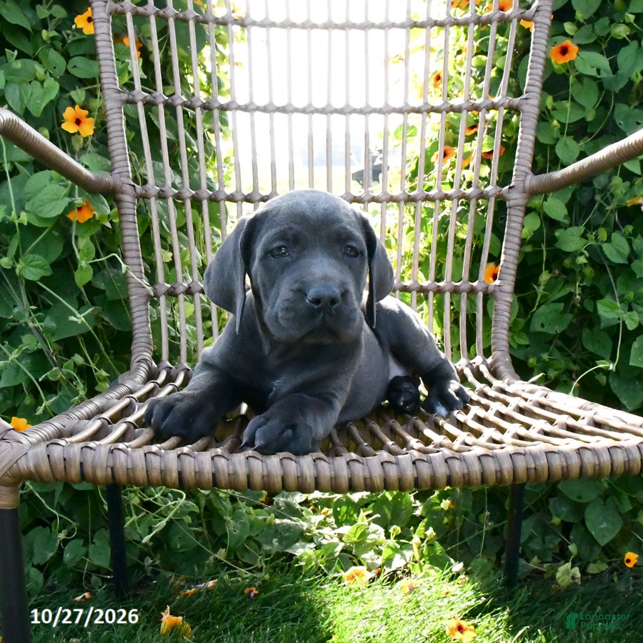 Cane Corso dogs for sale: Ozzy - Ad 1