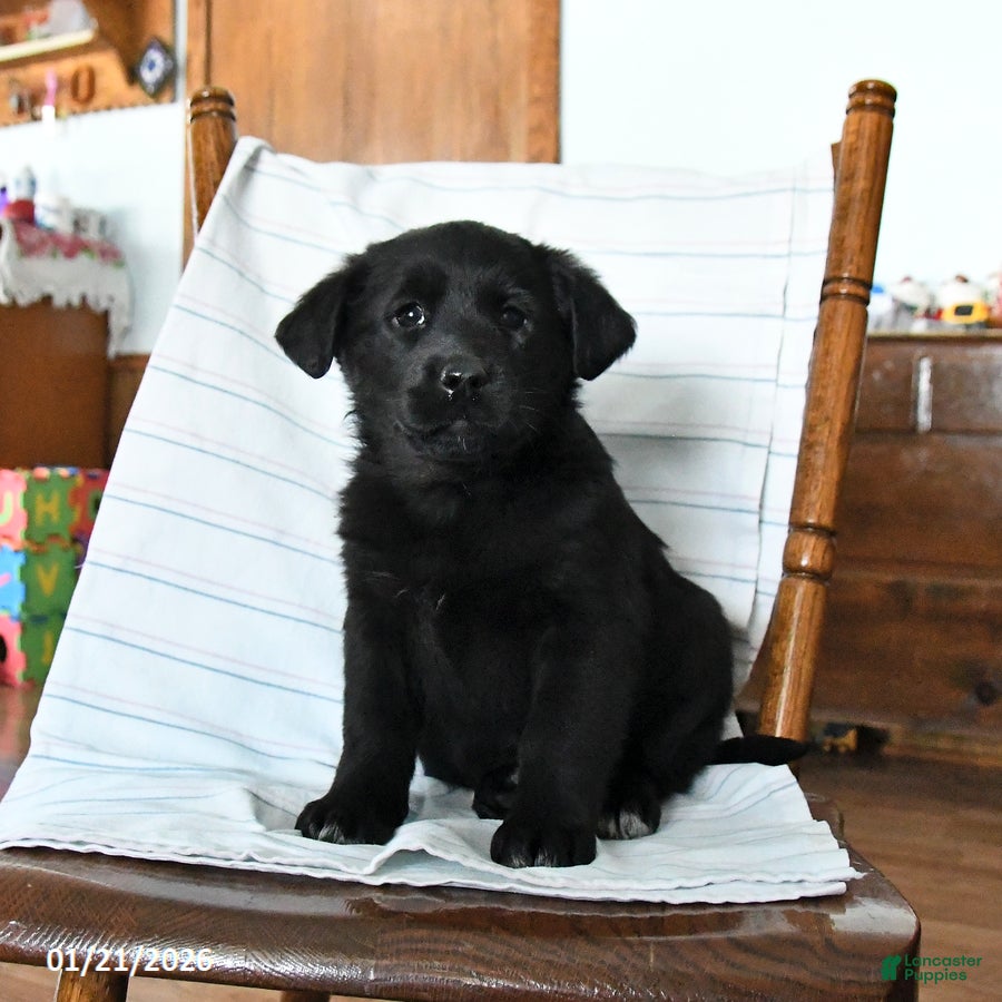 Mixed Breed dogs Kelly - Ad 16