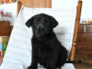 Mixed Breed dogs Kelly - Ad 16