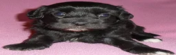 Shihpoo dogs for sale: Cinders - Ad 6