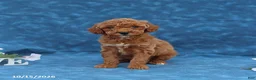 Mini Goldendoodle dogs for sale: Pumpkin - Ad 4