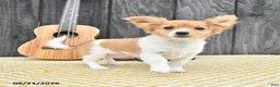 Chihuahua dogs for sale: Ryder - Ad 3