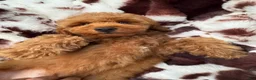 Mini Goldendoodle dogs for sale: Bryson  - Ad 3