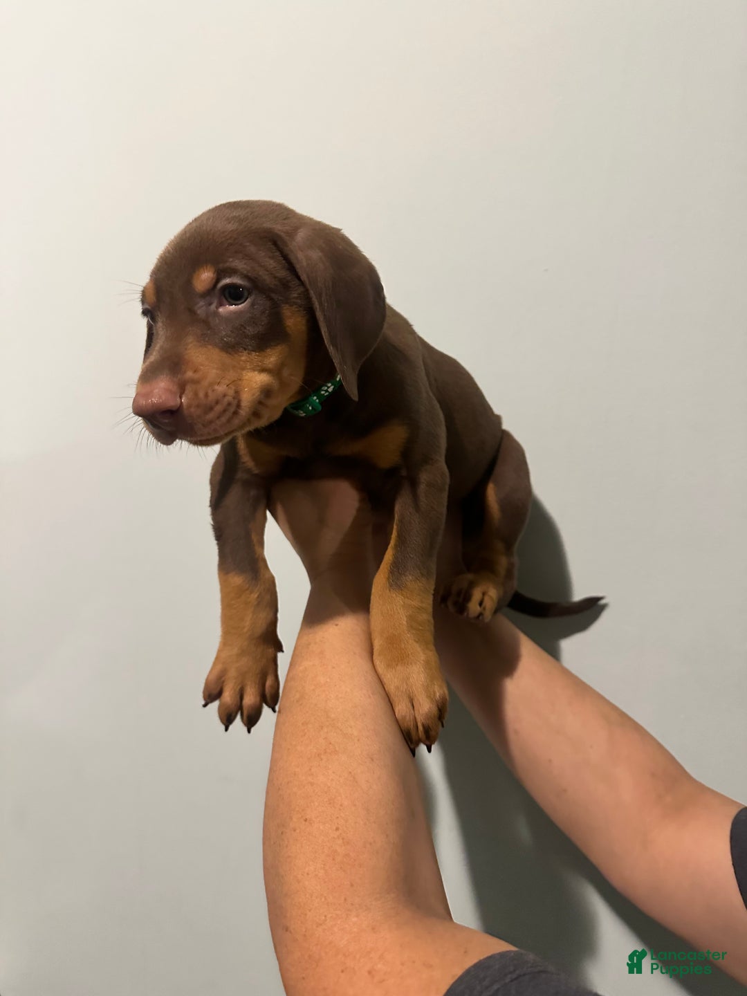 Doberman Pinscher dogs for sale: Doberman Pinscher Puppy 2 - Ad 2
