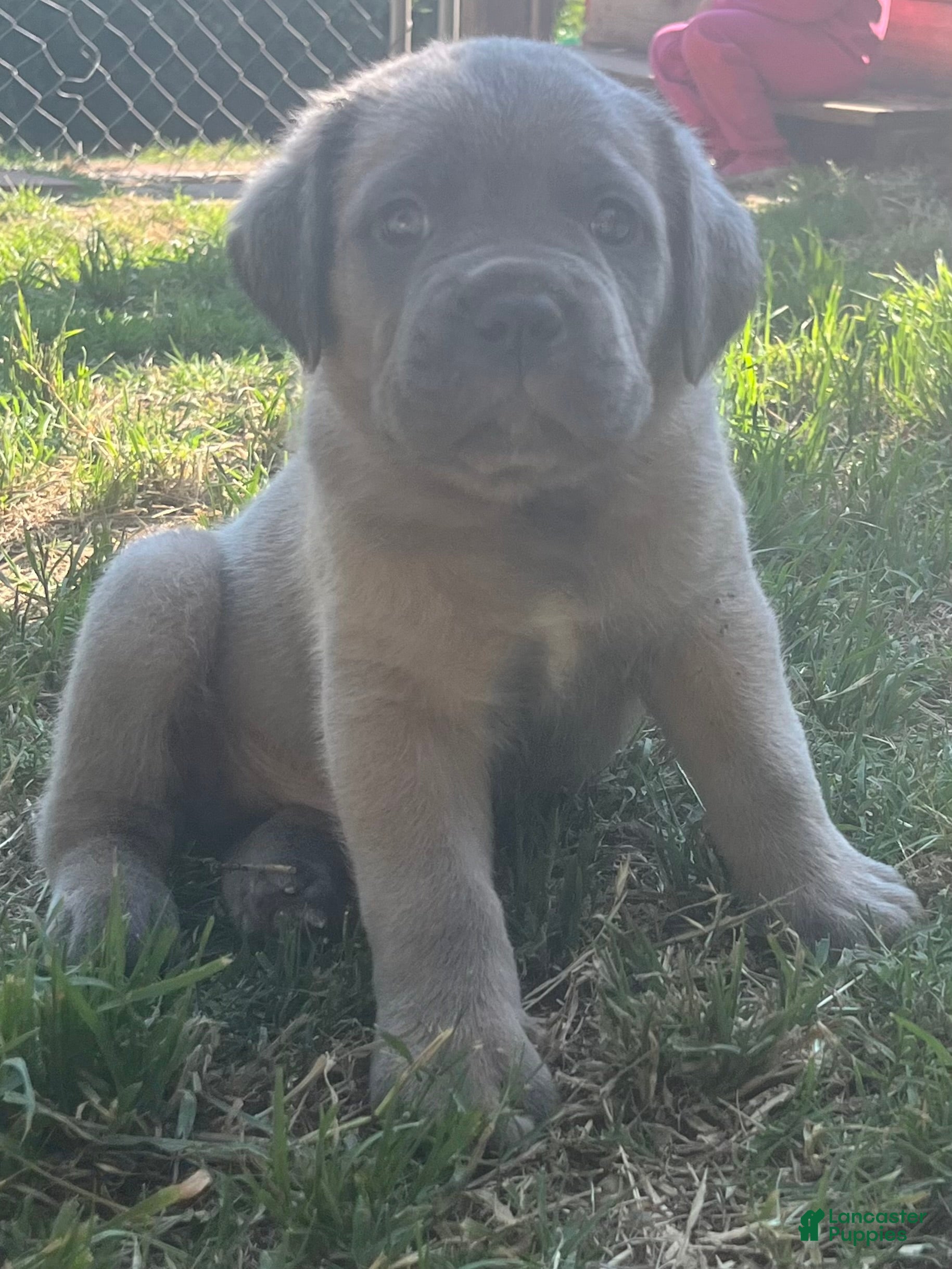 Cane Corso dogs Red collar - Ad 1