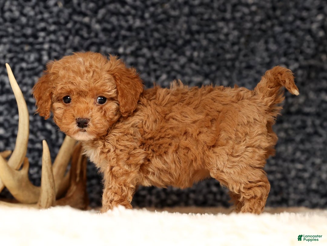 Havapoo dogs for sale: Elsie - Ad 6