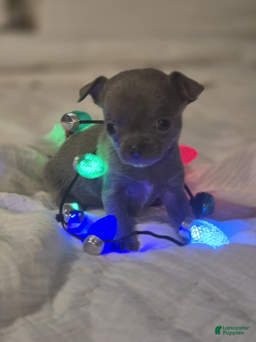 Chihuahua dogs for sale: Pinky - Ad 1