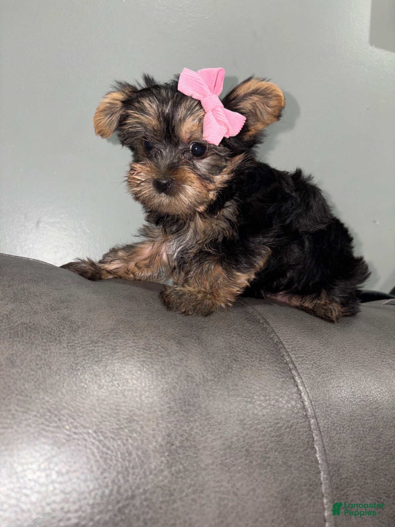 Yorkshire Terrier dogs for sale: Chanel - Ad 2