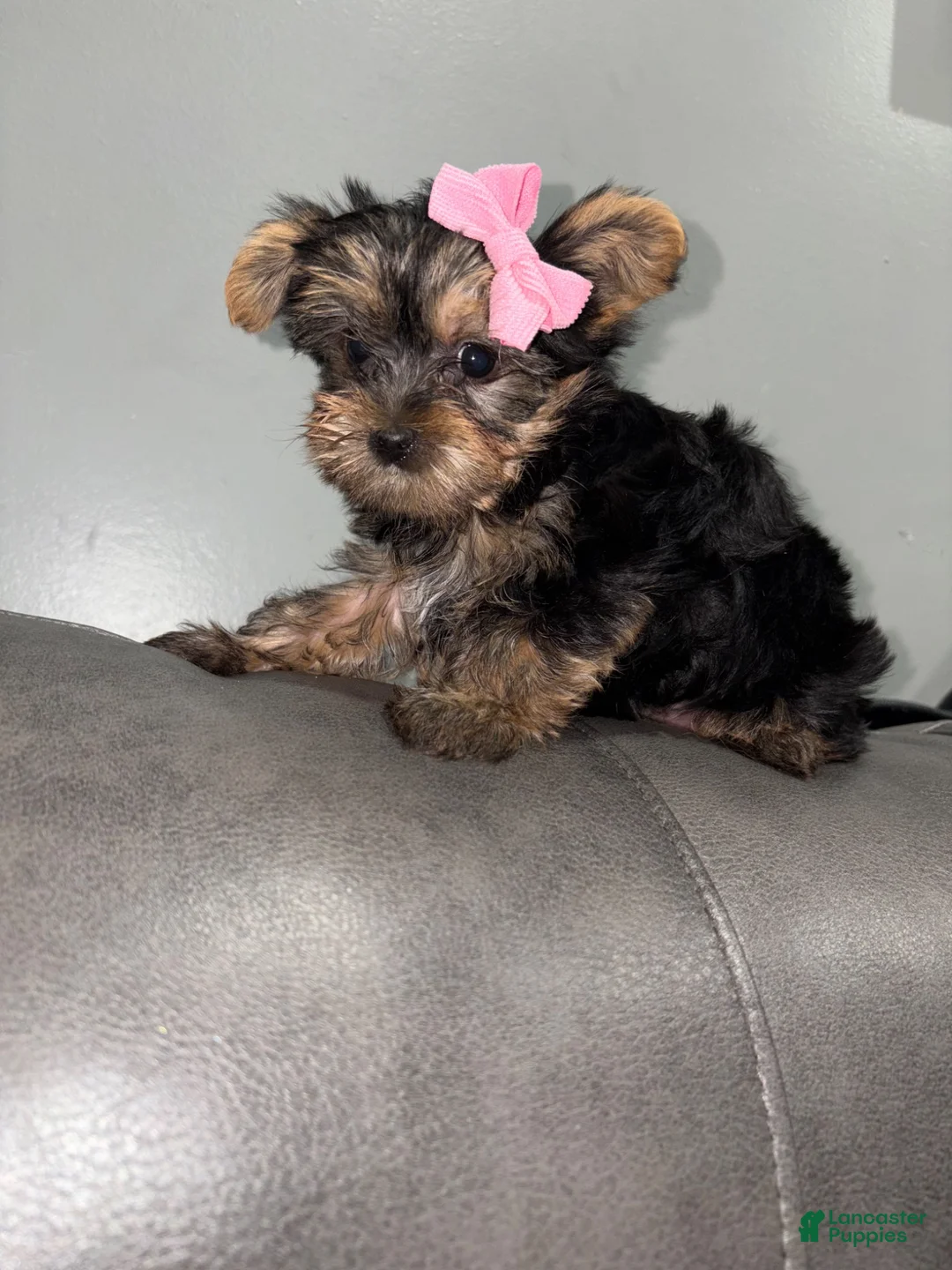 Yorkshire Terrier dogs for sale: Chanel - Ad 1