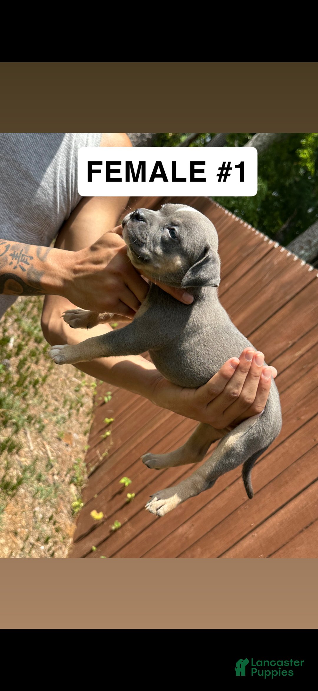 American Bully dogs for sale: American Bully Puppy 3 - Ad 4