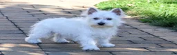 West Highland Terrier dogs for sale: Bonnie - Ad 3