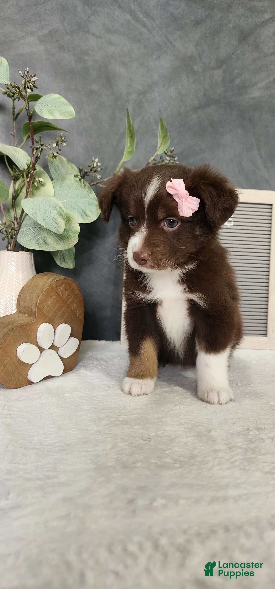 Miniature Australian Shepherd dogs for sale: Daisy  - Ad 2