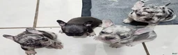 French Bulldog dogs for sale: French Bulldog 1 - Ad 4
