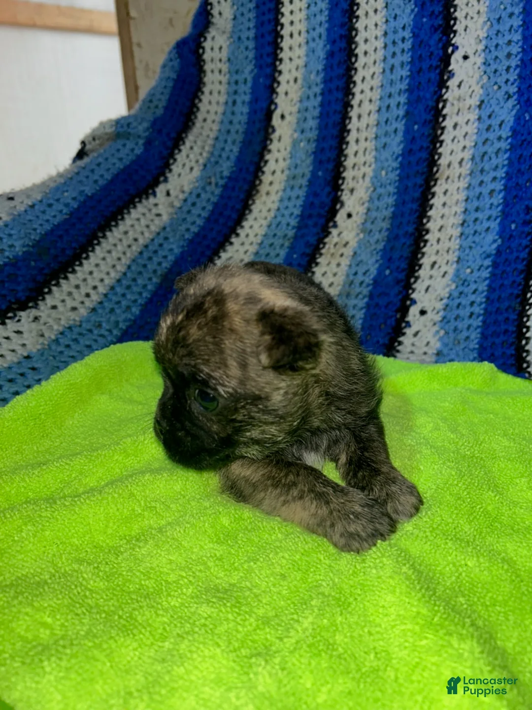 Mixed Breed dogs for sale: London - Ad 2