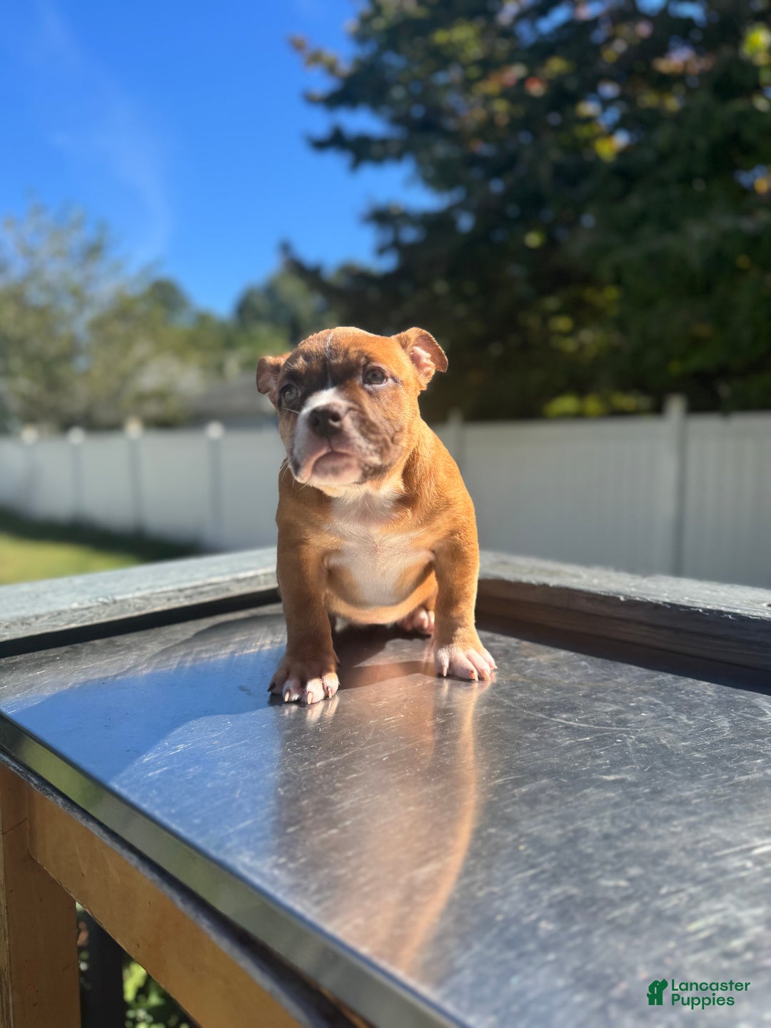 American Bully dogs for sale: Chocolate fawn sable Merle - Ad 2