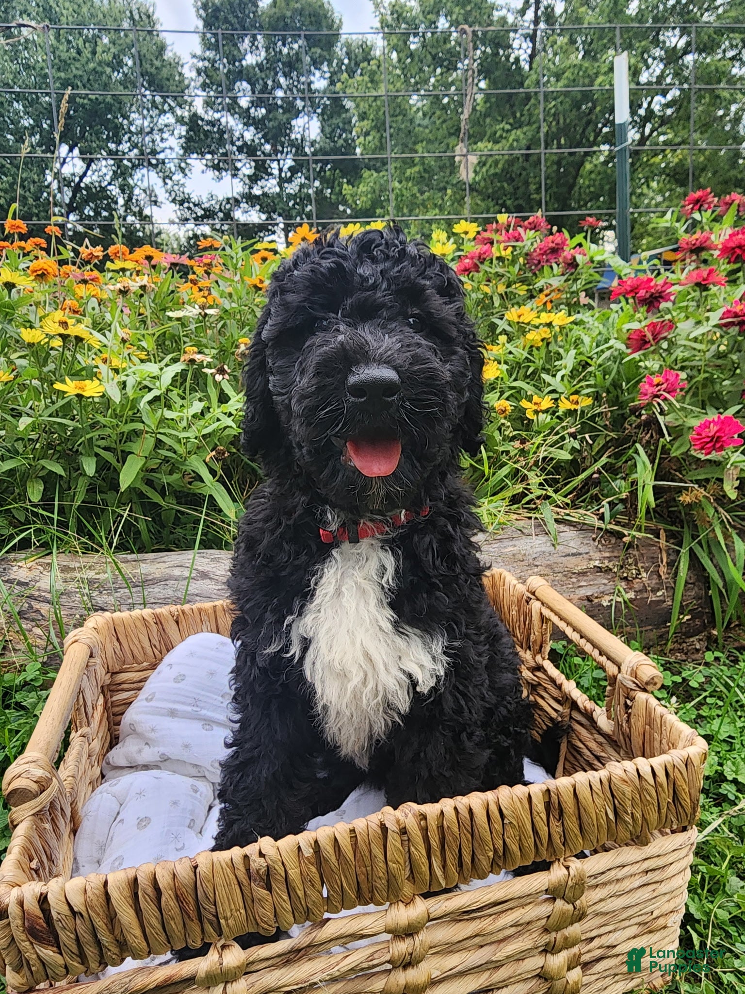 Mini Sheepadoodle dogs Stella - Ad 1