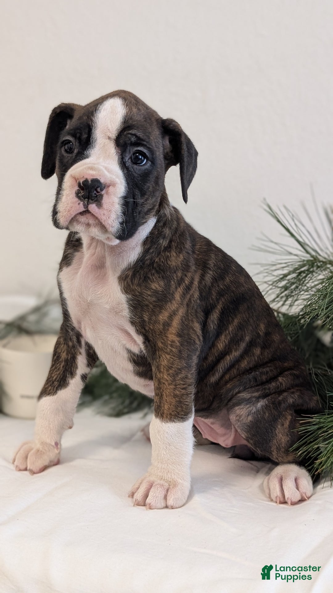 Boxer dogs for sale: Fifi - Ad 2