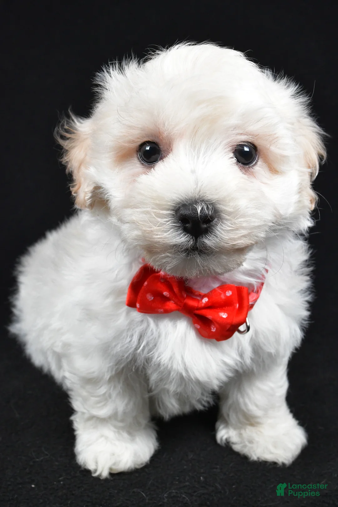 Maltipoo dogs for sale: Hans - Ad 6
