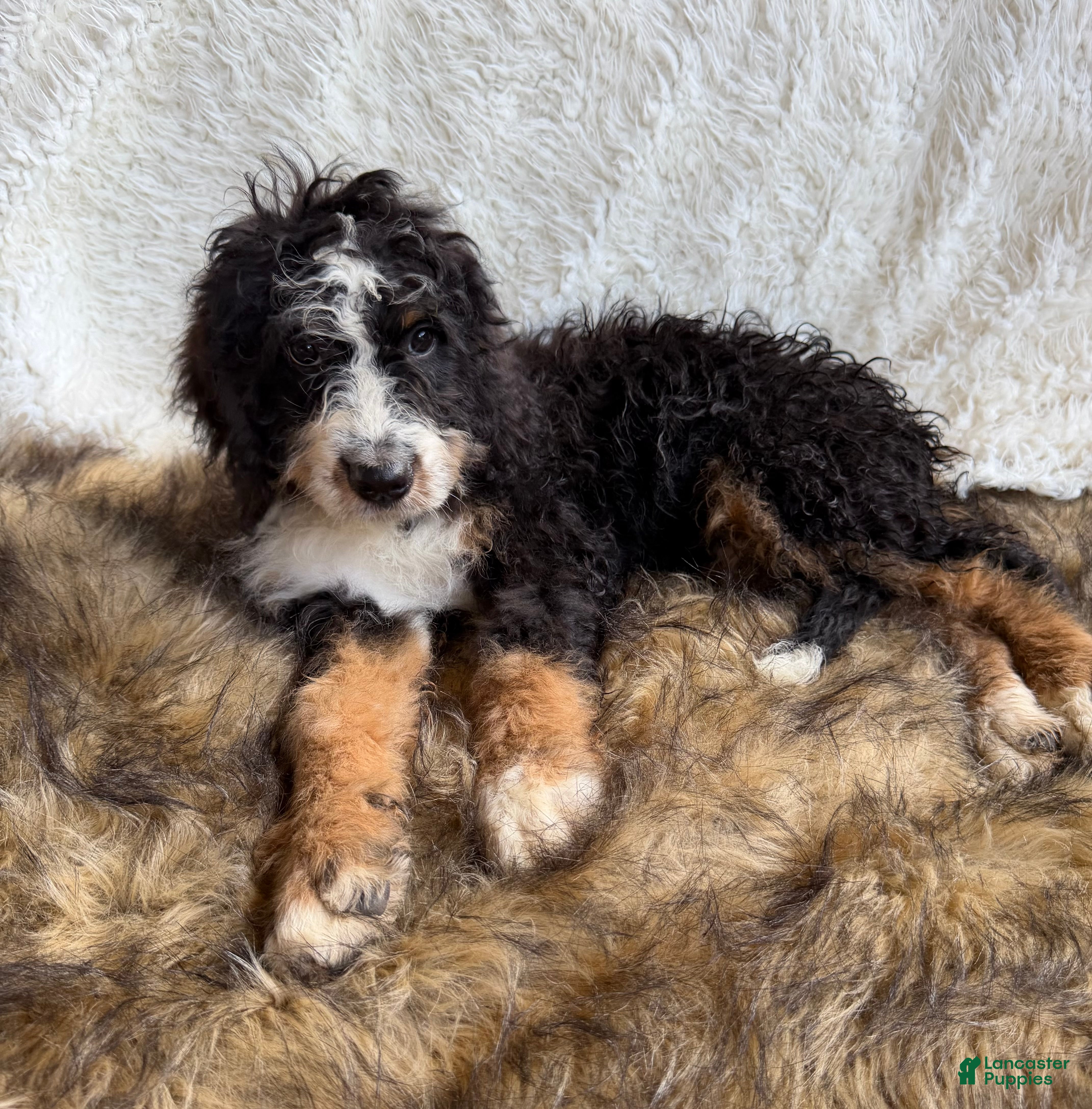 Bernedoodle dogs Macallan “ Mac” ❤️ - Ad 2
