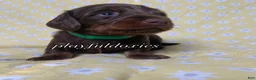 Miniature Dachshund dogs for sale: Tootsie - Ad 42