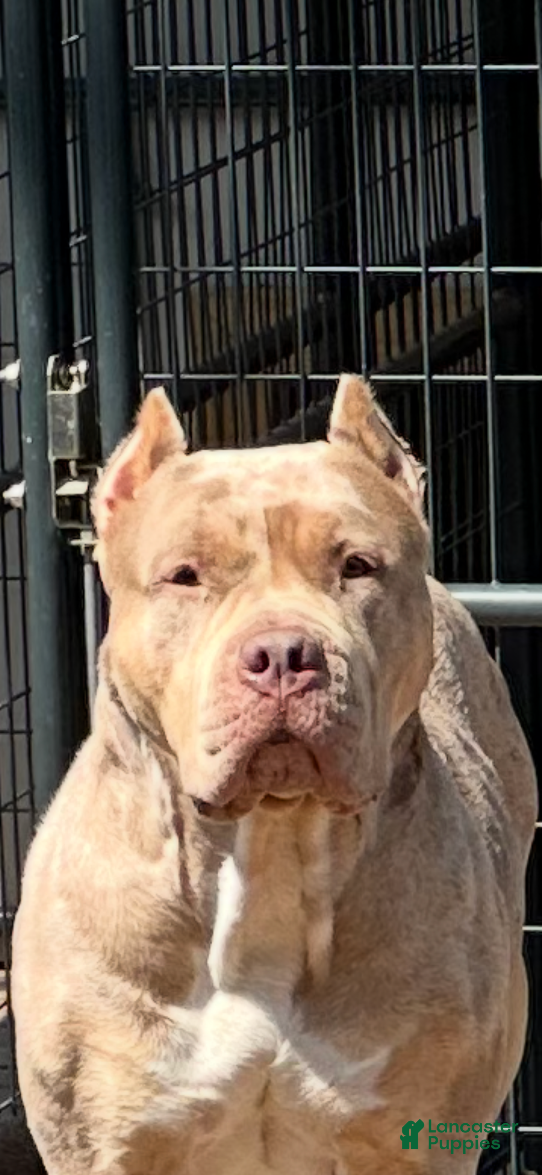 American Bully dogs for sale: Blue Moon - Ad 24