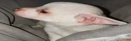 Chihuahua dogs for sale: Sassy - Ad 3