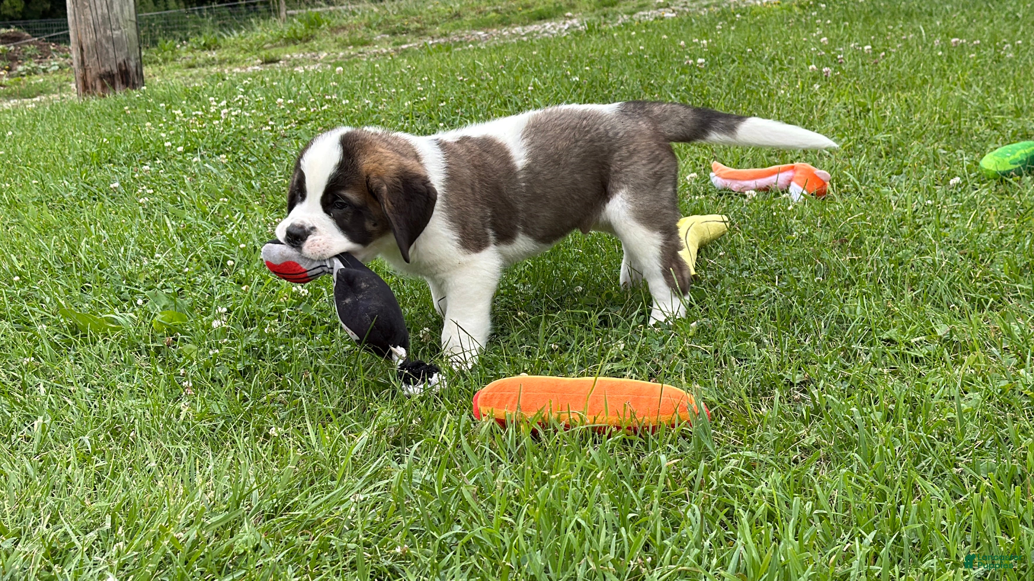 Saint Bernard dogs Boxer - Ad 2