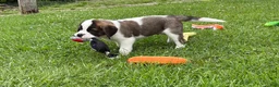 Saint Bernard dogs for sale: Boxer - Ad 2