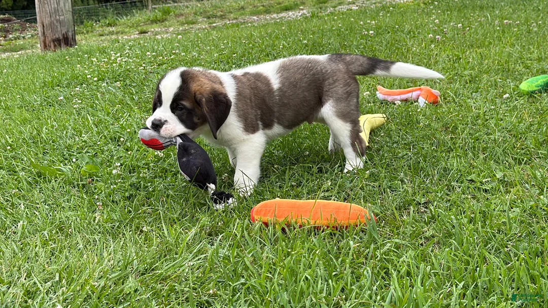 Saint Bernard dogs for sale: Boxer - Ad 2