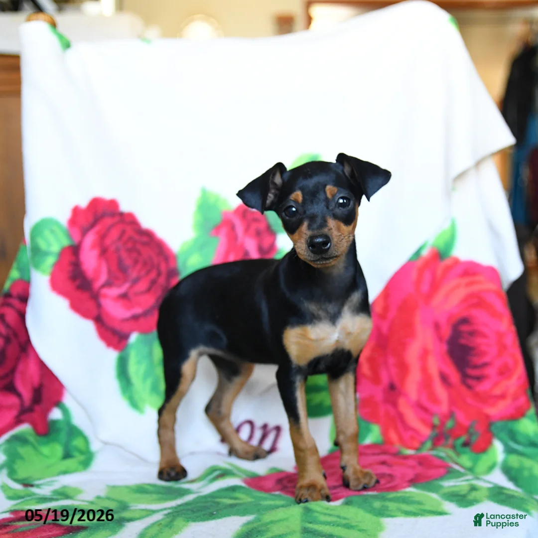 Miniature Pinscher dogs for sale: Eva - Ad 2
