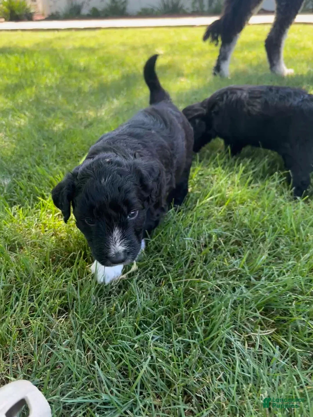 Aussiedoodle dogs for sale: Pickles - Ad 1