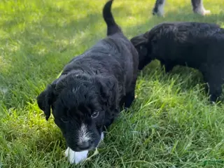 Aussiedoodle dogs Pickles - Ad 3