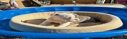 English Bulldog dogs for sale: Pudding - Ad 3