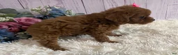 Toy Poodle dogs for sale: Pixie- tiny - Ad 5