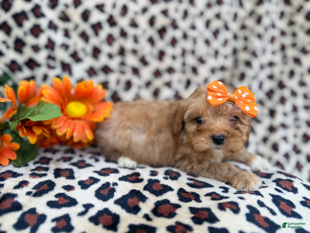 Cavapoo dogs for sale: Sissy - Ad 4