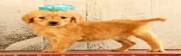 Golden Retriever dogs for sale: Nina - Ad 2