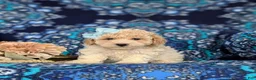 Bichpoo dogs for sale: Susie Hypoallergenic - Ad 4