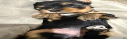 Yorkshire Terrier dogs for sale: Nova  - Ad 2
