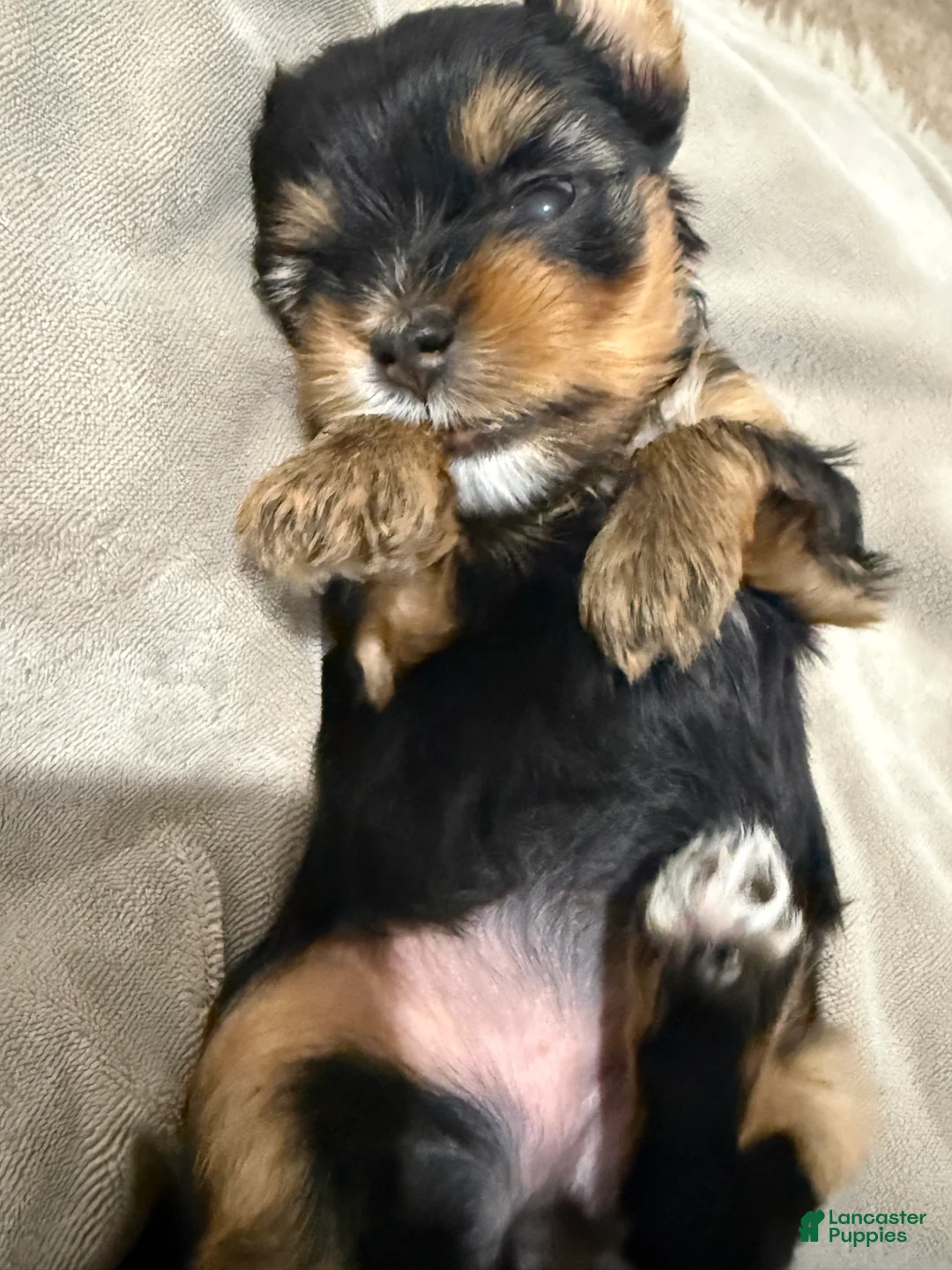 Yorkshire Terrier dogs for sale: Nova  - Ad 2