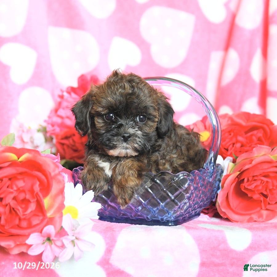 Shihpoo dogs for sale: Foxy - Ad 2
