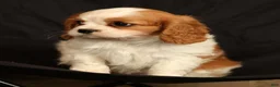 Cavalier King Charles Spaniel dogs for sale: Quinton - Ad 7