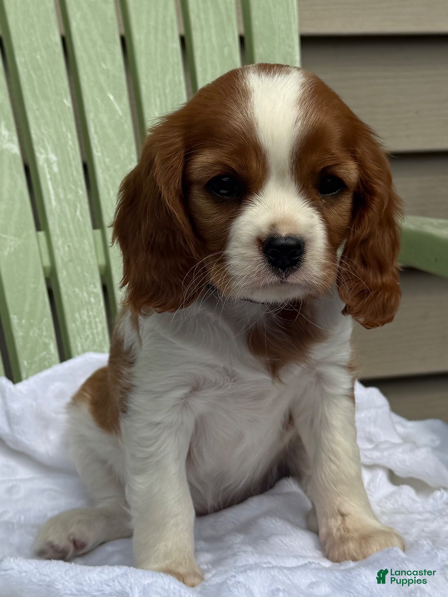 Cavalier King Charles Spaniel dogs Samantha - Ad 1