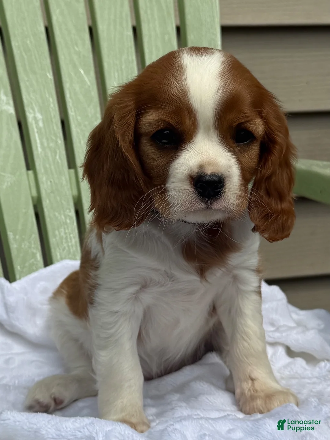 Cavalier King Charles Spaniel dogs for sale: Samantha - Ad 1