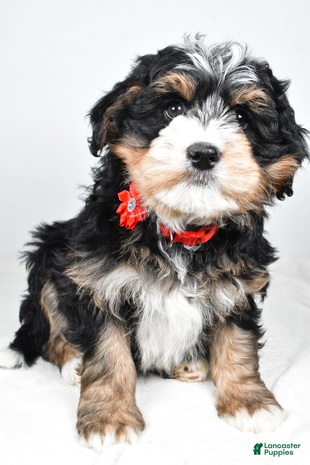 Mini Bernedoodle dogs for sale: Abigail - Ad 5